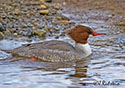 Mergus merganser